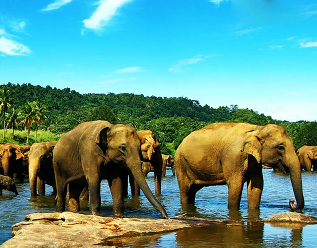 Colombo → Pinnawala → Kandy scaled e1777543336960