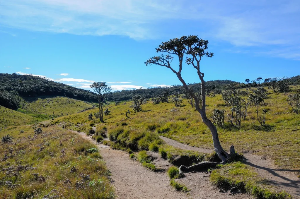 Hiking in the Horton Plains National Park