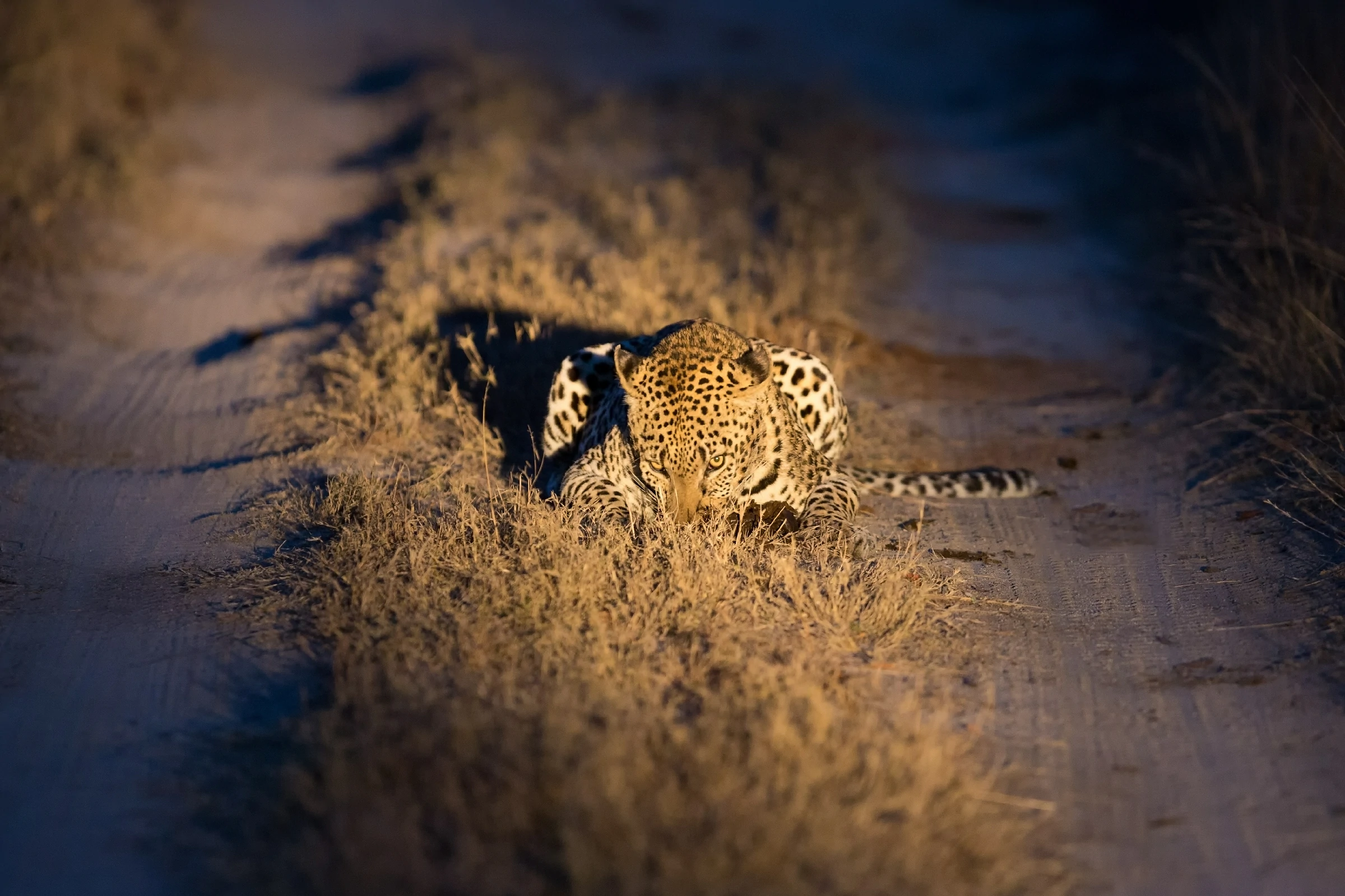 night safari